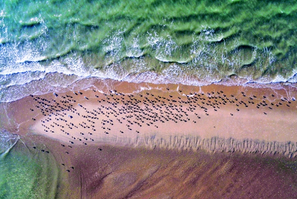세계자연유산 서천갯벌. 사진제공=해양수산부